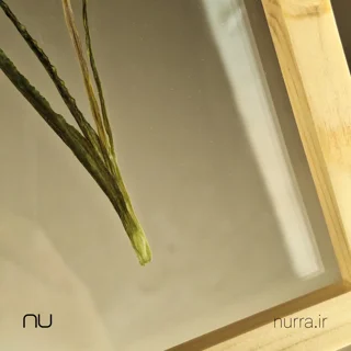 نمای نزدیک ساقه ی گل خشک شده شقایق سرخ