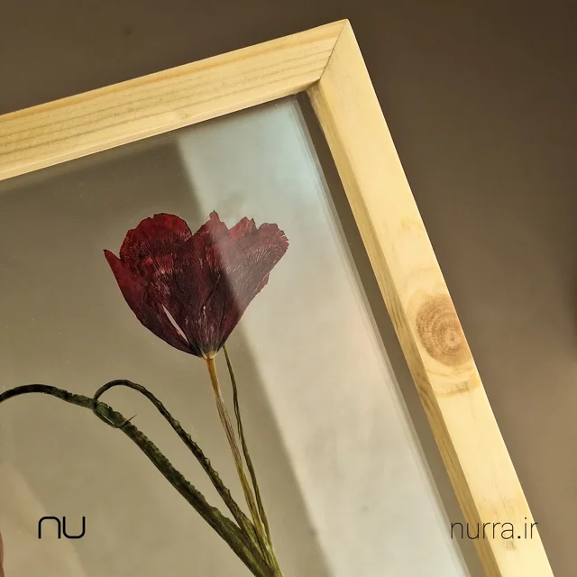 نمای نزدیک قاب گل خشک شده شقایق سرخ