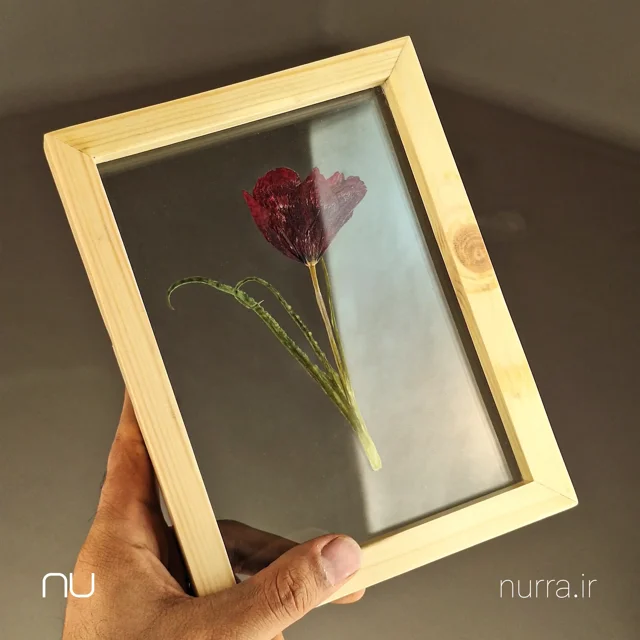 قاب گل خشک شده شقایق